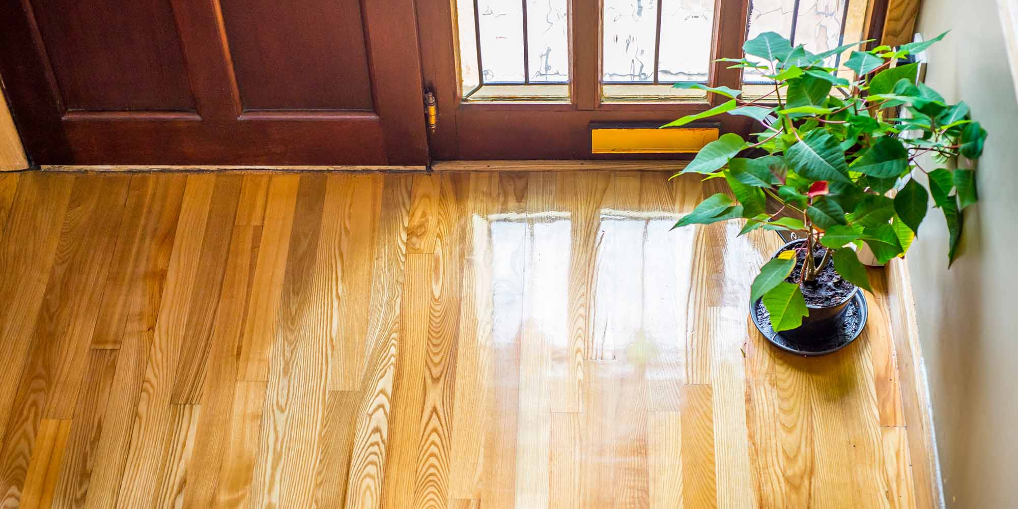 Image of Ash Hardwood flooring fitted in hall of house, includes potted plant and bottom of front door